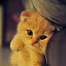 Дарья, Санкт-Петербург