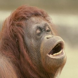 Катерина, Санкт-Петербург