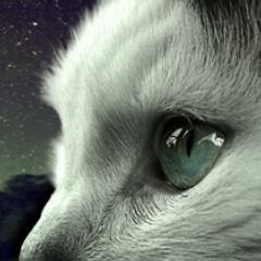 Коя, Киев