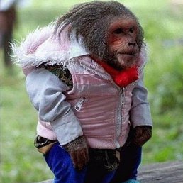 Борян, Москва