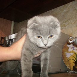 Макс, Киев