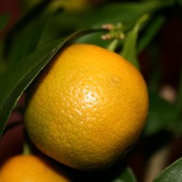 Marmeladochka, Москва